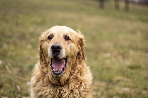 старий золотий ретривер собака
 - Фото, зображення