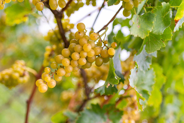 white grapes at vineyard on background - Fotografie, Obrázek