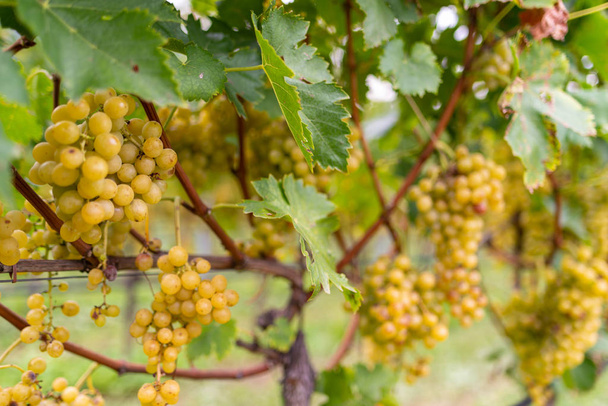 white grapes at vineyard on background - Fotoğraf, Görsel