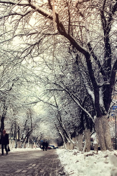 pedestrian pathway tree winter - Photo, Image