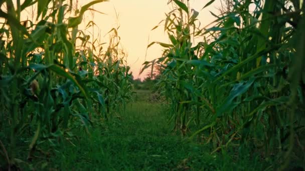 Brede doorgang tussen groene graanhalmen, cornfield bij zonsondergang, subjectieve camera, verborgen tussen de maïsstengels, plantage - Video