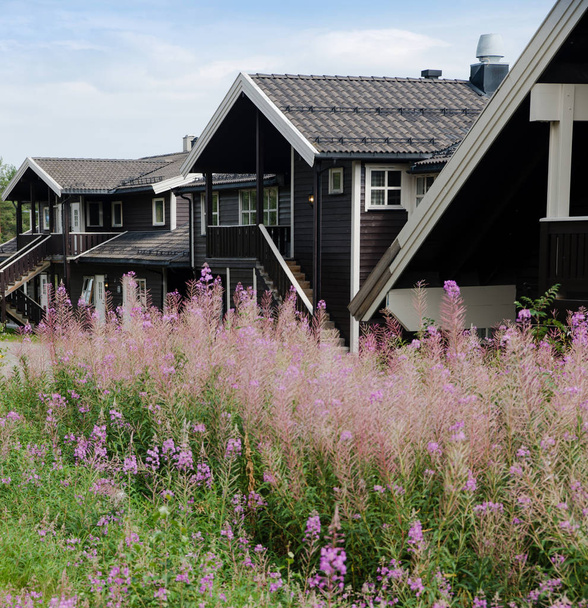 TRYSIL, NORWAY - 26 JULY 2018: lupine flowers and black living houses at largest ski resort Trysil in Norway  - Photo, image