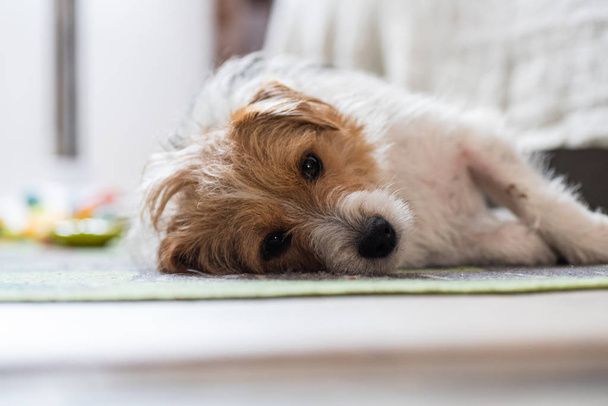 Dagweergave triest jack russel hond opleggen tapijt binnen - Foto, afbeelding