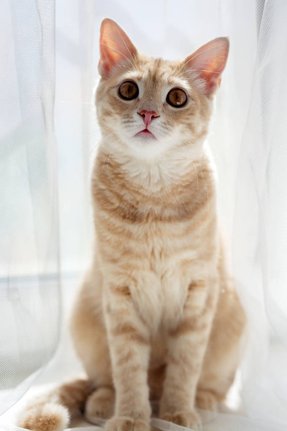 Gato rojo en el alféizar, mascota
 - Foto, Imagen