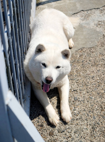 White shiba inu dog - Photo, Image