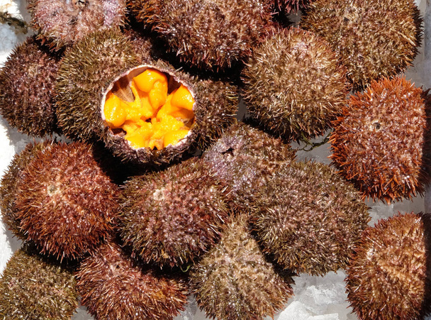 sea urchin in japan - Photo, Image