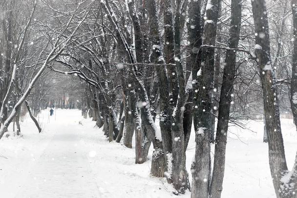 landscape winter park trees  - Fotó, kép