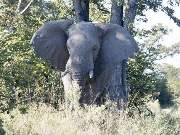Afrikai elefánt, Loxodonta a.africana, Botswanában a Moremi Nemzeti Park, - Fotó, kép