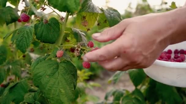 Close-up de uma mão feminina que gentilmente tira um framboesas maduras de um arbusto à luz do dia, colhendo framboesas em uma plantação, coletor de framboesa
 - Filmagem, Vídeo