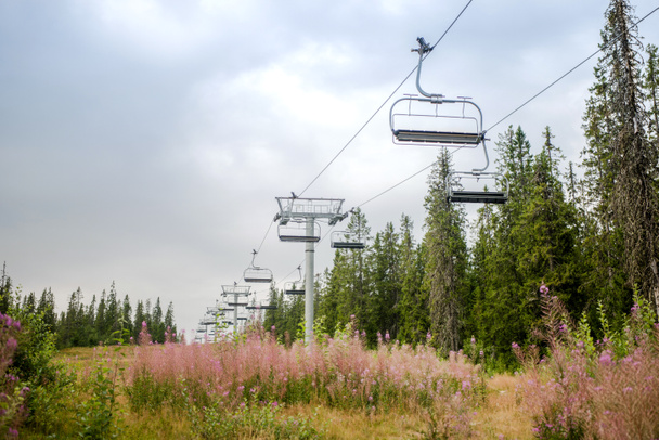 domaine skiable avec des fleurs de lupin, Trysil, la plus grande station de ski de Norvège
  - Photo, image