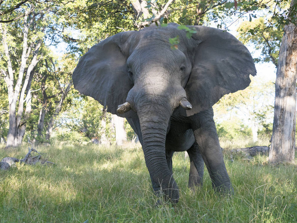 Nagy férfi afrikai elefánt, Loxodonta a.africana, Botswanában a Moremi Nemzeti Park, - Fotó, kép