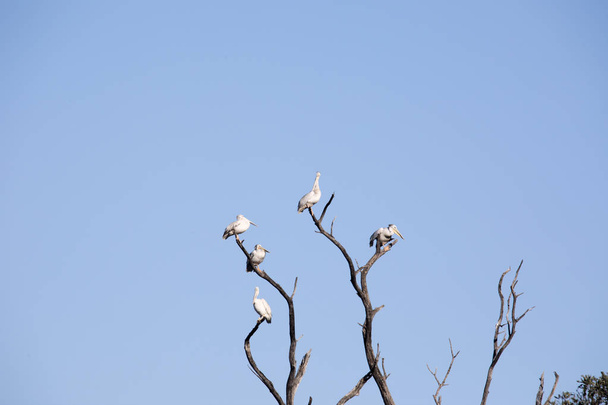 Wielki biały Pelikan grupy, Pelecanus onocrotalus, na suche drzewo, Park Narodowy Moremi, Botswana - Zdjęcie, obraz