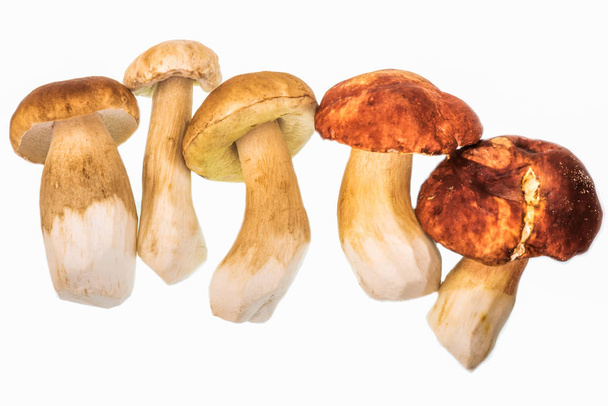 Edible porcini mushrooms on a white background. - Photo, Image