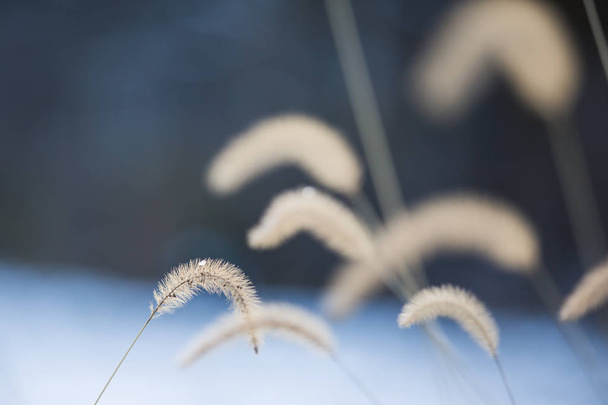 Pequeño conejito enano fuente hierba con gota de agua congelada en el anochecer de invierno
 - Foto, imagen