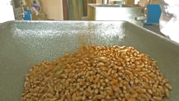 seeds of wheat falling into the mill, close up view - Footage, Video