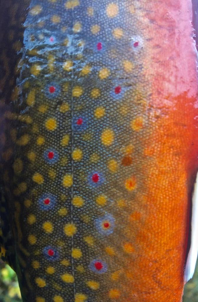 Bright Colors of a Brook Trout - Photo, Image
