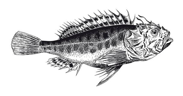 Full Vector illustration Illustration of a High Detail Scorpionfish Engraving - Vector, Image