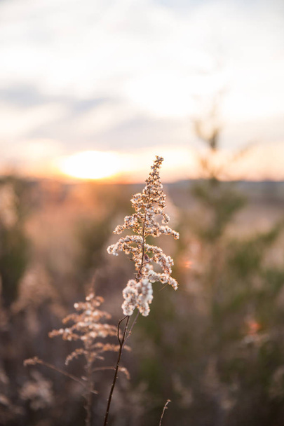 Hierba silvestre seca y campos de campo con puesta de sol de invierno en un fondo borroso
 - Foto, imagen