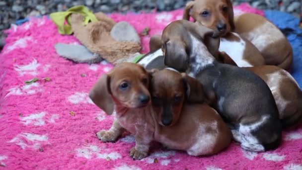 Dachshund puppy carpet natural light hd footage - Footage, Video