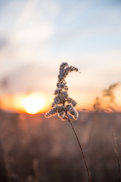 Hierba silvestre seca y campos de campo con puesta de sol de invierno en un fondo borroso
 - Foto, imagen