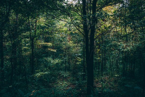 Gehweg im geheimnisvollen Wald. Farbeffekt dunkel - Foto, Bild