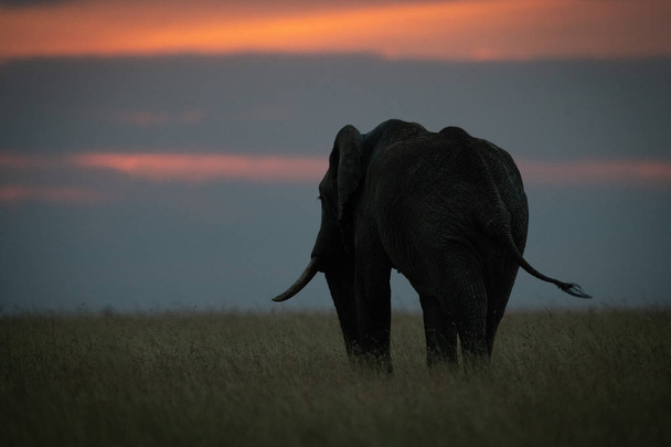 Słoń afrykański swishes ogonem o zachodzie słońca - Zdjęcie, obraz