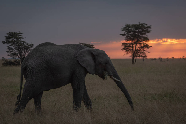 Afrika fili günbatımı çiğneme şubesine yürür - Fotoğraf, Görsel