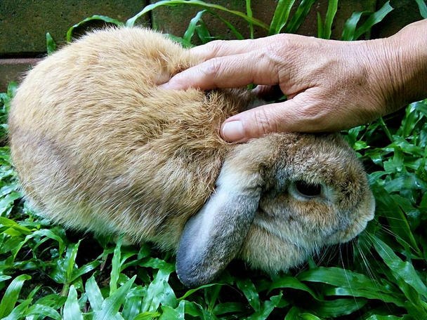 Conejo encantador en casa jardín, Tailandia Chiangmai
. - Foto, Imagen