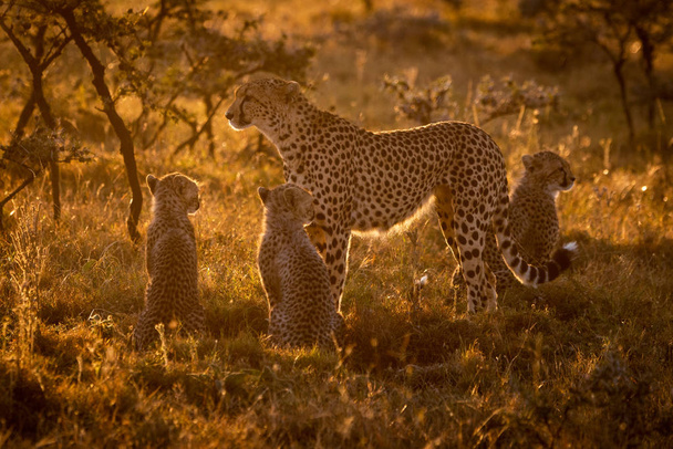 Arkadan aydınlatmalı Çita üç yavrularını batımında ile - Fotoğraf, Görsel