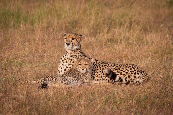 Gepard und Jungtier starren über Savanne - Foto, Bild