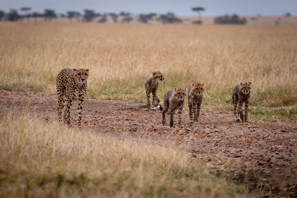 Geparden und vier Junge laufen die Gleise hinunter - Foto, Bild