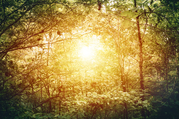 деревья зеленые с солнечным светом на закате и фоне леса
. - Фото, изображение