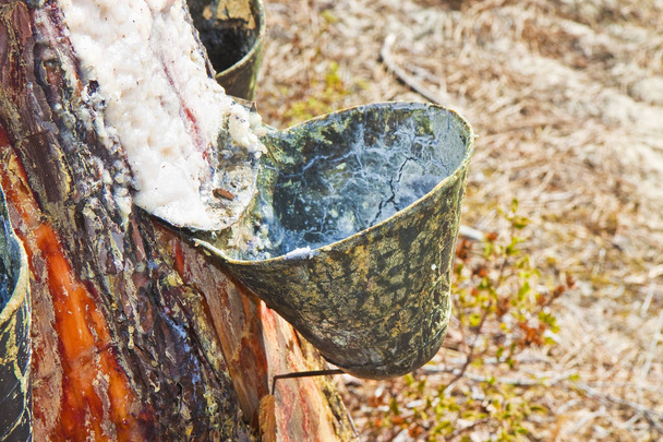Extraction of natural resin from pine tree trunks - (Europe - Portugal) - Photo, Image