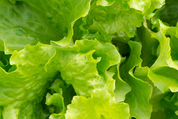 Leaves of green lettuce in the garden. Fresh salad background at garden. - Photo, image