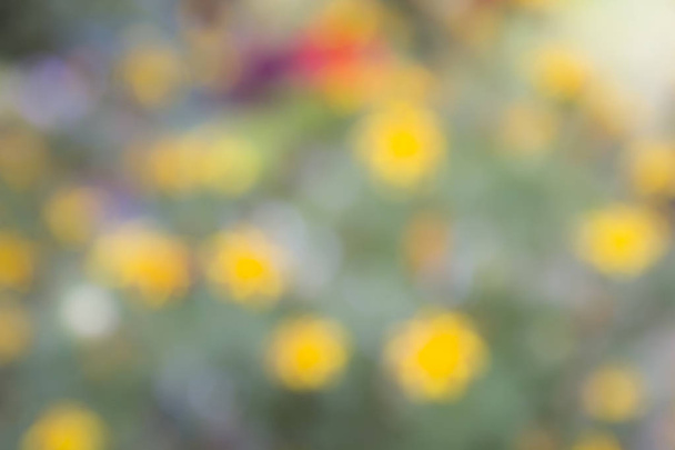 beautiful blurred background a splash of bright defocused flowers in the garden - Zdjęcie, obraz