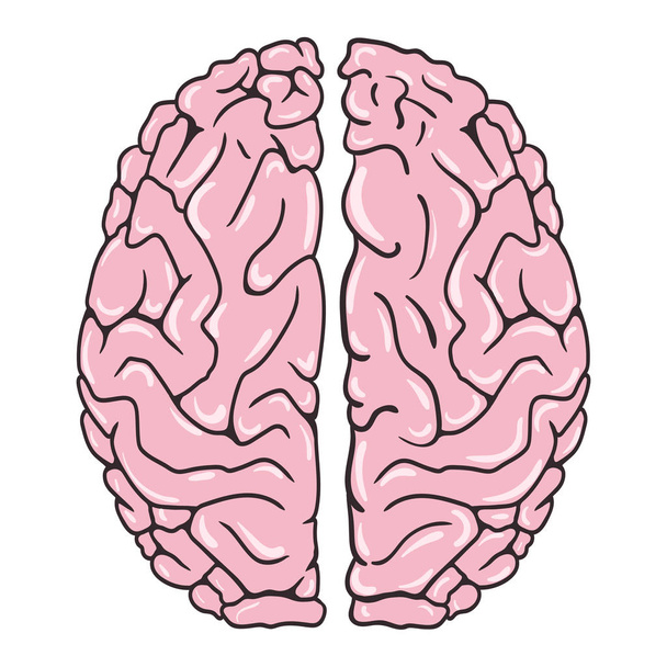 Cerebro humano sobre fondo blanco. Vista desde arriba. Ilustración vectorial
 - Vector, Imagen