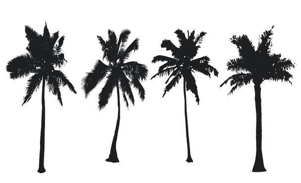 Коллекция пальм. Установить черные силуэты изолированы на белом фоне. Векторная иллюстрация
 - Вектор,изображение