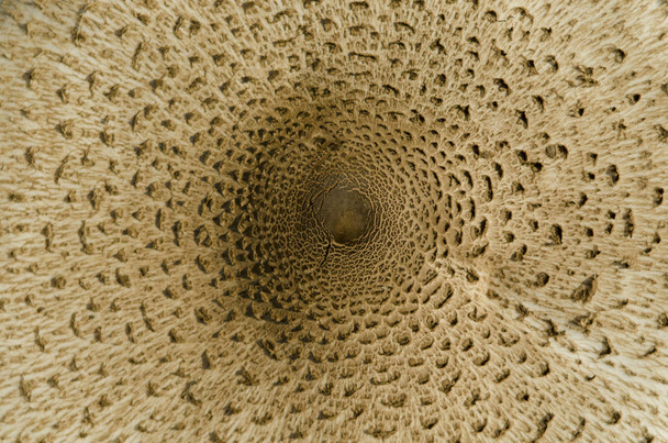 Muster in der Natur. Sonnenschirmpilz macrolepiota procera. Mütze aus dem Makrolepiota procera Pilz - Foto, Bild