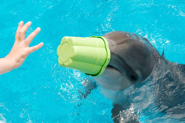 bambino e tursiope delfino stanno giocando con un secchio colorato in acqua blu. Terapia assistita dai delfini
 - Foto, immagini