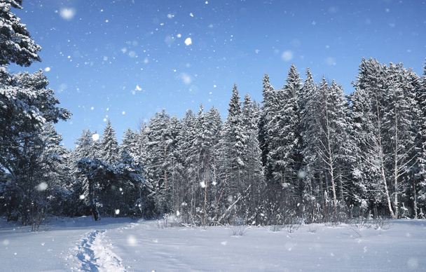 a hó a téli szezonban a mágia fenyves erdő - Fotó, kép