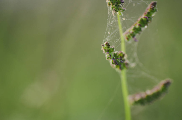 soft focus macro shot of beautiful wild flowers and spider net with shallow depth of field - Photo, Image