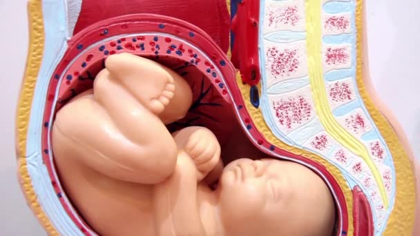 model fyziologické těhotenství - Záběry, video