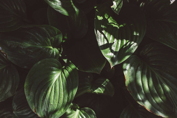 Green leaves pattern background, Natural dark background - Foto, imagen