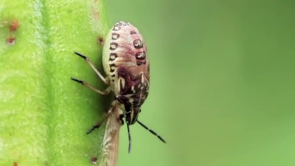 Bug on leaves - Footage, Video