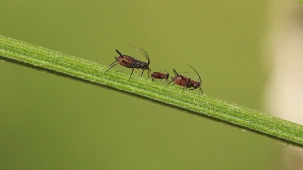 Aphids on a plant - Footage, Video