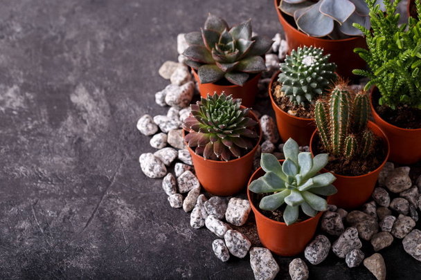 Kleine echeveria vetplanten en cactus - Foto, afbeelding