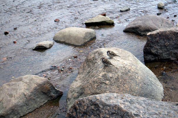 Deux jeunes moineaux mignons assis sur un gros rocher au bord de la mer
 - Photo, image