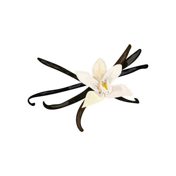 スパイス。バニラの花と莢、白い背景の上の孤立したオブジェクトをベクトルします。有機 100。メニュー、ウェルネス サロン、アロマテラピー、分離された香水 - ベクター画像