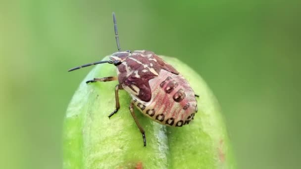 Käfer auf Blättern - Filmmaterial, Video