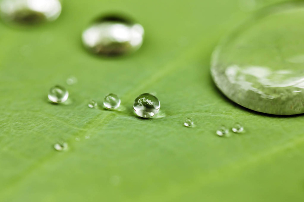 Zelený list s kapkami vody  - Fotografie, Obrázek